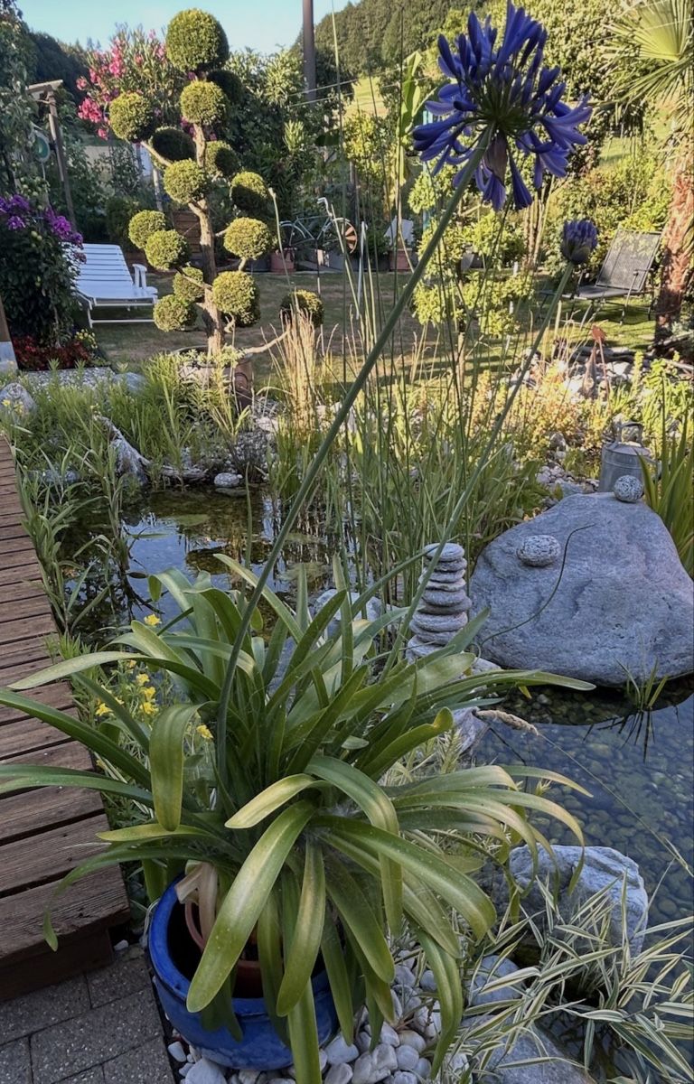 Piante & sementi: Agapanthus – Usato da Kirchleerau venduto da Moritz15A