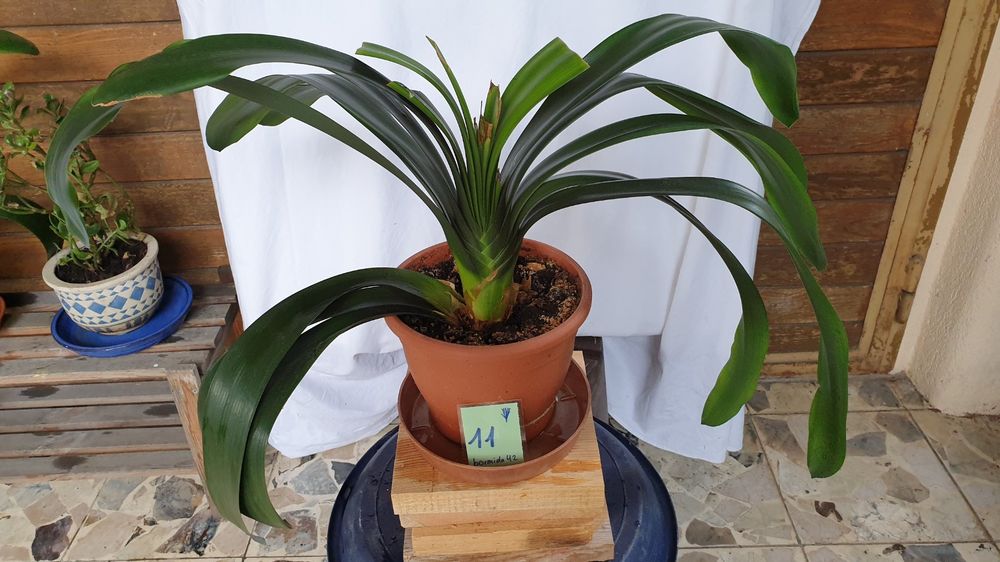 Grosse prächtige Clivia 11 / Riemenblatt Zimmerpflanze Kaufen auf Ricardo