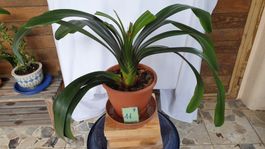 Grosse prächtige Clivia 11 / Riemenblatt Zimmerpflanze