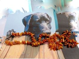 Hunde- Bernsteinkette /Amber/Ambre