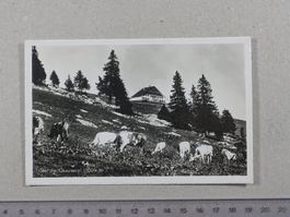 Chasseral, Hotel, Kühe, 1954