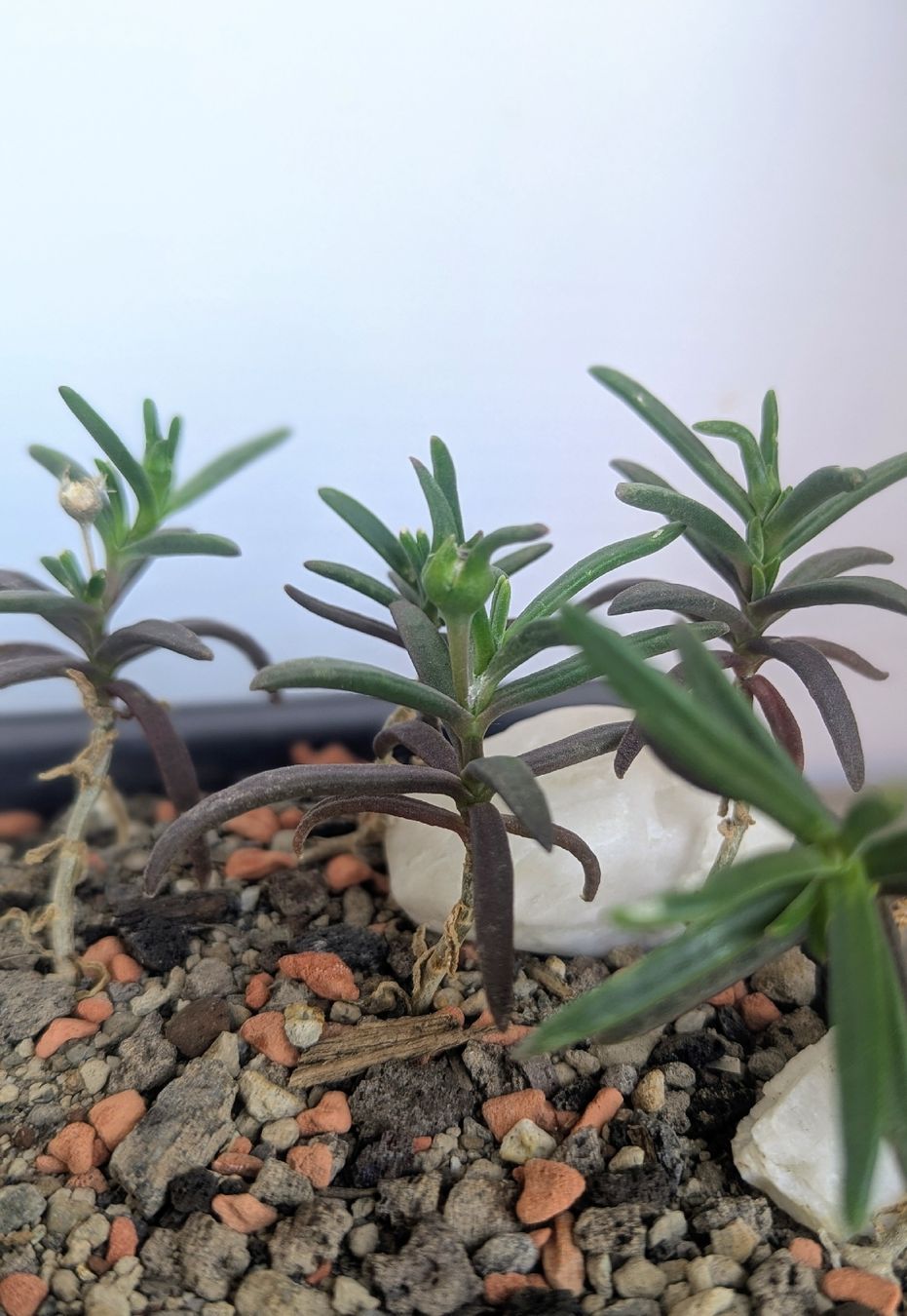 Plantes & graines: Delosperma napiforme – D'occasion à Comano par che_8lc2 1