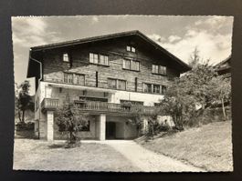 Klosters Prättigau Soldanella