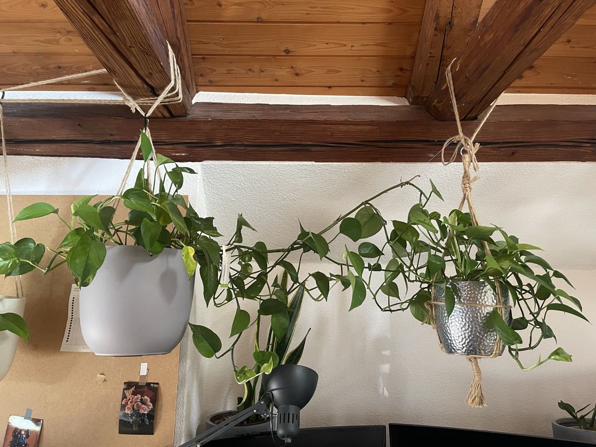 Plantes & graines: 5 Töpfe Efeututen – D'occasion à Arni AG par belfidi 2