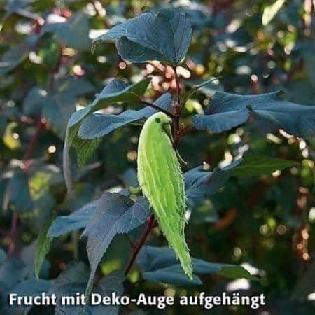 Piante & sementi: Papageienblume-hüb. Samenstand  40 Samen – Nuovo (secondo la descrizione) da Ibach venduto da chaemilochhobbygarte