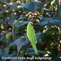 Papageienblume-hüb. Samenstand  40 Samen
