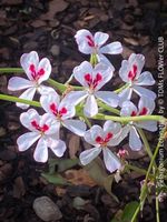 Pelargonium Echinatum mit zarten weiss-roten Blüten