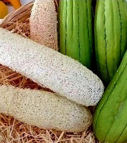 Plantes & graines: 5 samen von LUFFA CYLINDRICA oder Gurke - Waschlappen.🌱 5 g – Neuf avec emballage d'origine à Rovio par POSITIFFARTandPLANTS 4