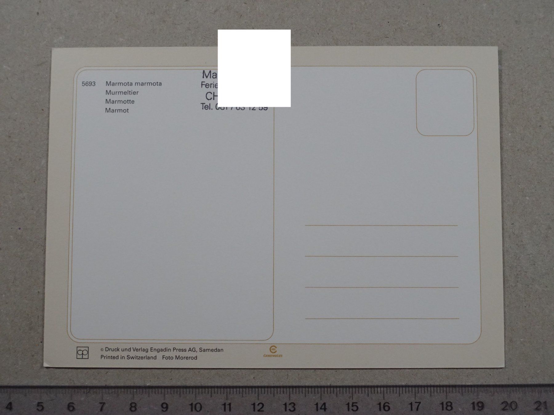 Ansichtskarten: Murmeltier – Gebraucht aus Lenzburg von fh1 1