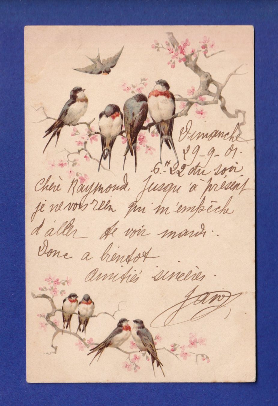 Cartes postales: OISEAU - Hirondelles – D'occasion à Pully par nicecards-shop