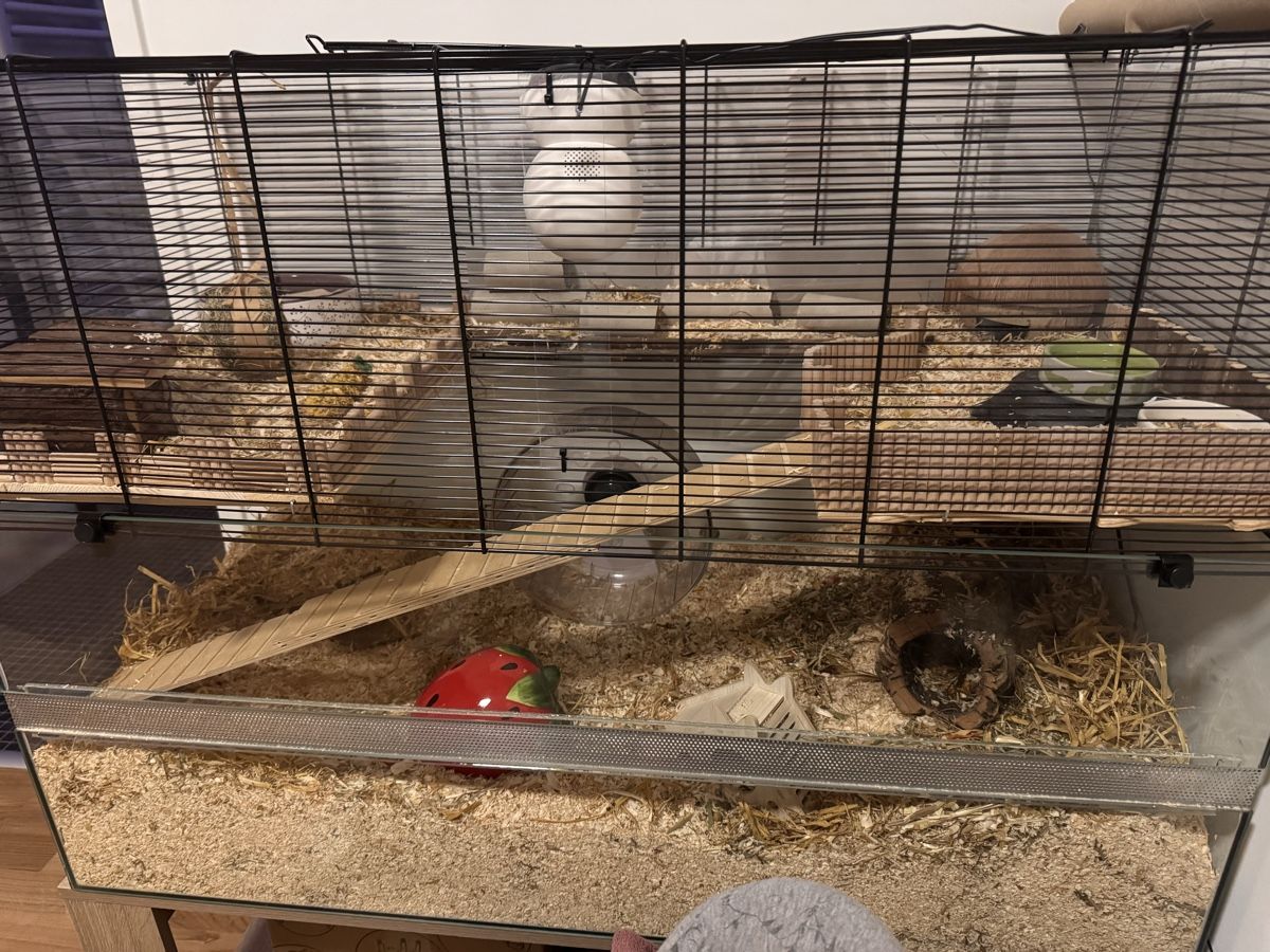 Gabbie, trasporto & Sicurezza: Hamsterkäfig mit Möbel – Usato da Winterthur venduto da Sabrina91 1