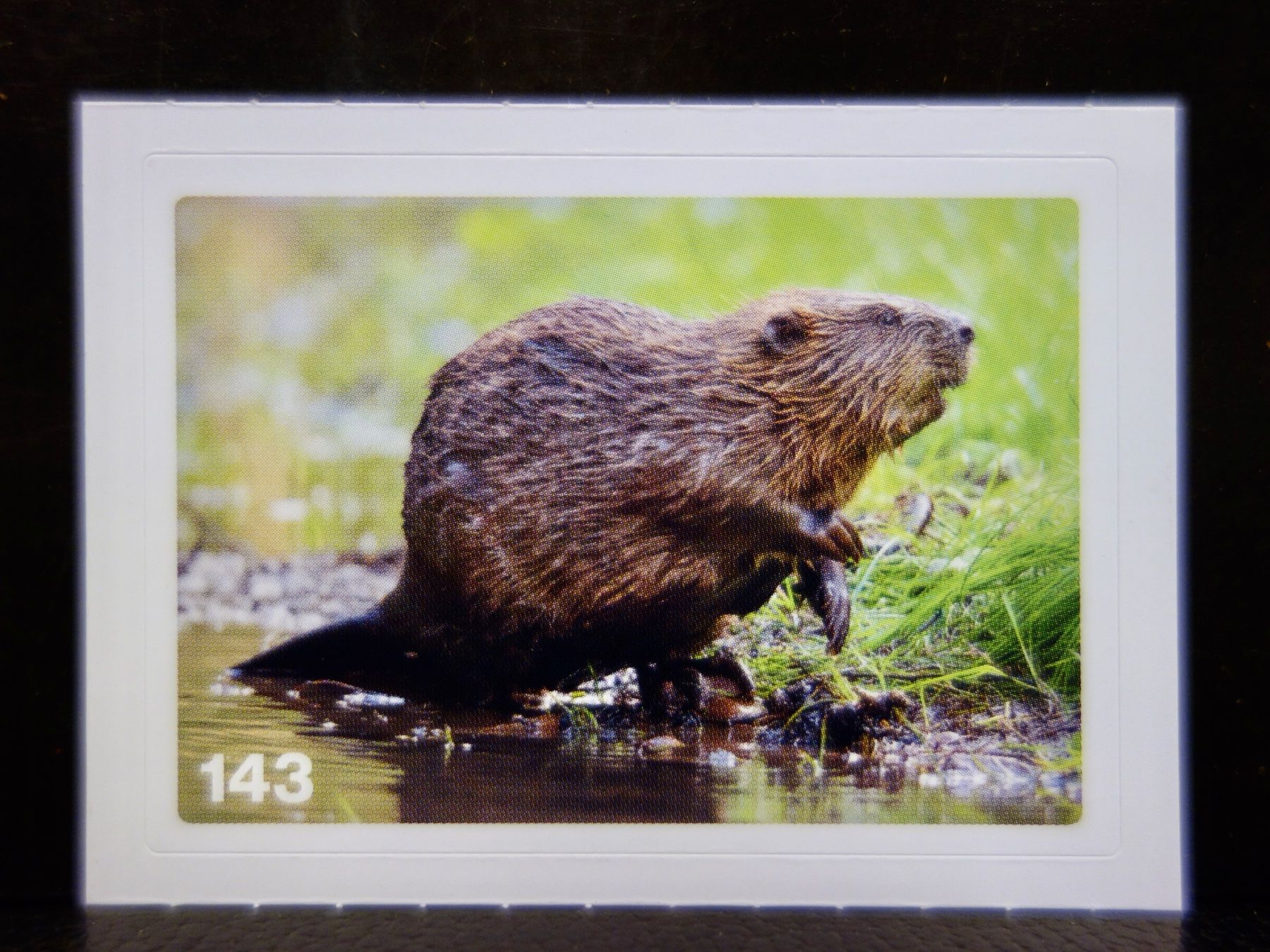 Migros Carte collezionabili: MIGROS MANIA Nature Detectives Nr. 143 – Nuovo e nell'imballaggio originale da Kerzers venduto da djstarsky73