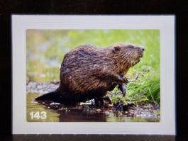 MIGROS MANIA Nature Detectives Nr. 143