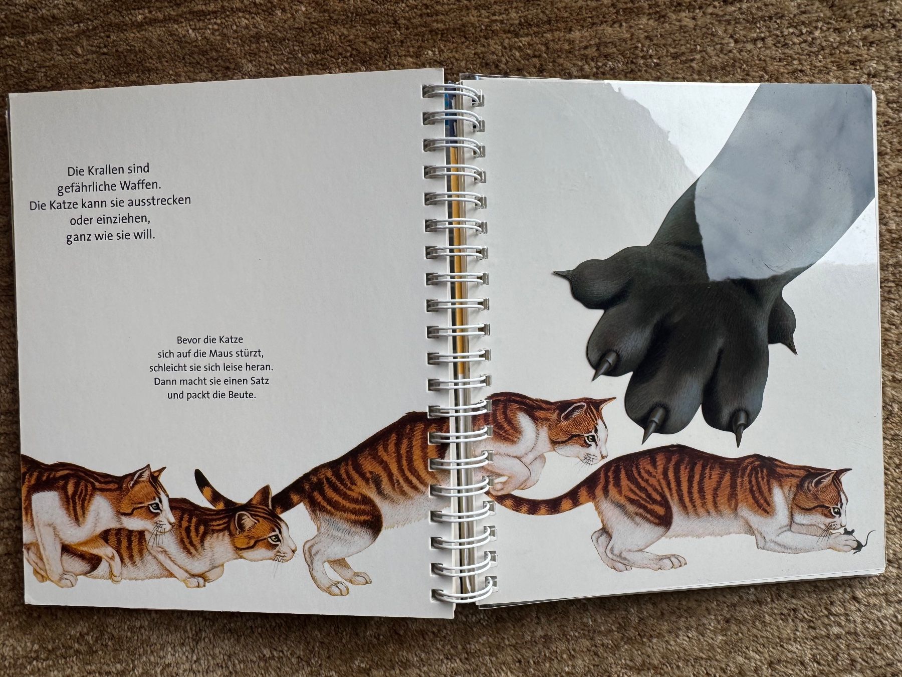 Libri: Meyers - Die Katze – Usato da Aarau venduto da Kilauea 6