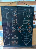 Vintage Schulkarte Lehrtafel Dr. Auzoux, S1, P. Sougy