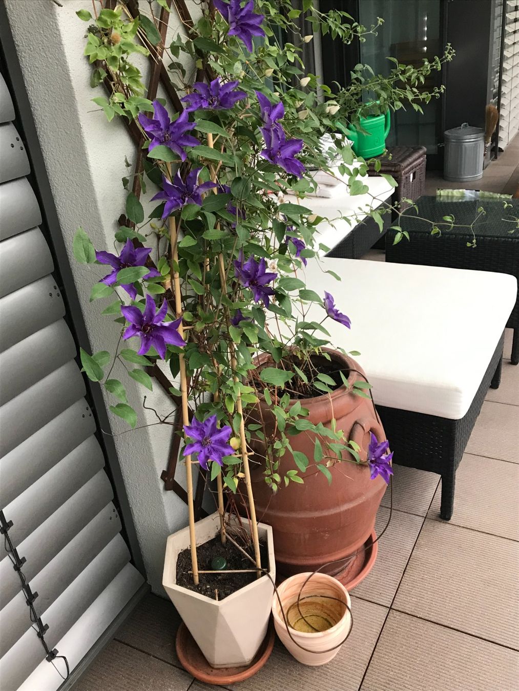 Vasi per fiori: Exclusiver Topf aus Terracotta – Usato da Adliswil venduto da Pipatch 2