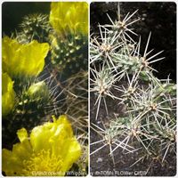 Cylindropuntia whipplei - Grusonia whipplei - winterhart
