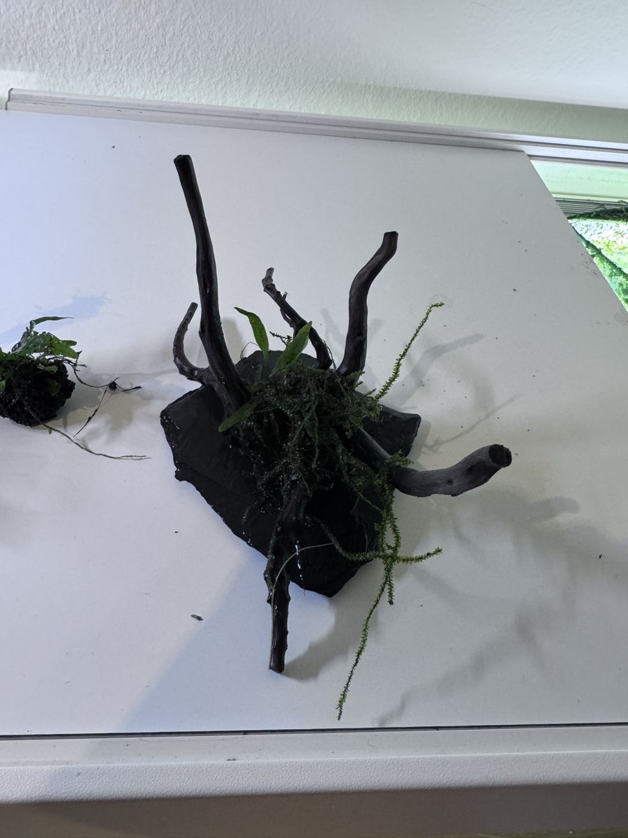 Plantes & graines: Deko – D'occasion à Moosseedorf par nicu006 3