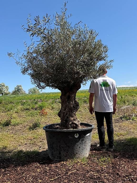 Plantes & graines: Olivenbaum "Olea Europea 3 – D'occasion à Zuckenriet par Thur_Plant 5