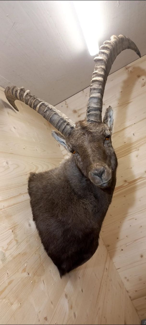 Welt der Tiere: Steinbock – Neu (gemäss Beschreibung) aus Mollis von Resel1985 4