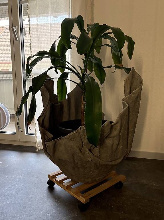 Plantes & graines: Palme inkl. Topf – D'occasion à Thürnen par Yaroc 4