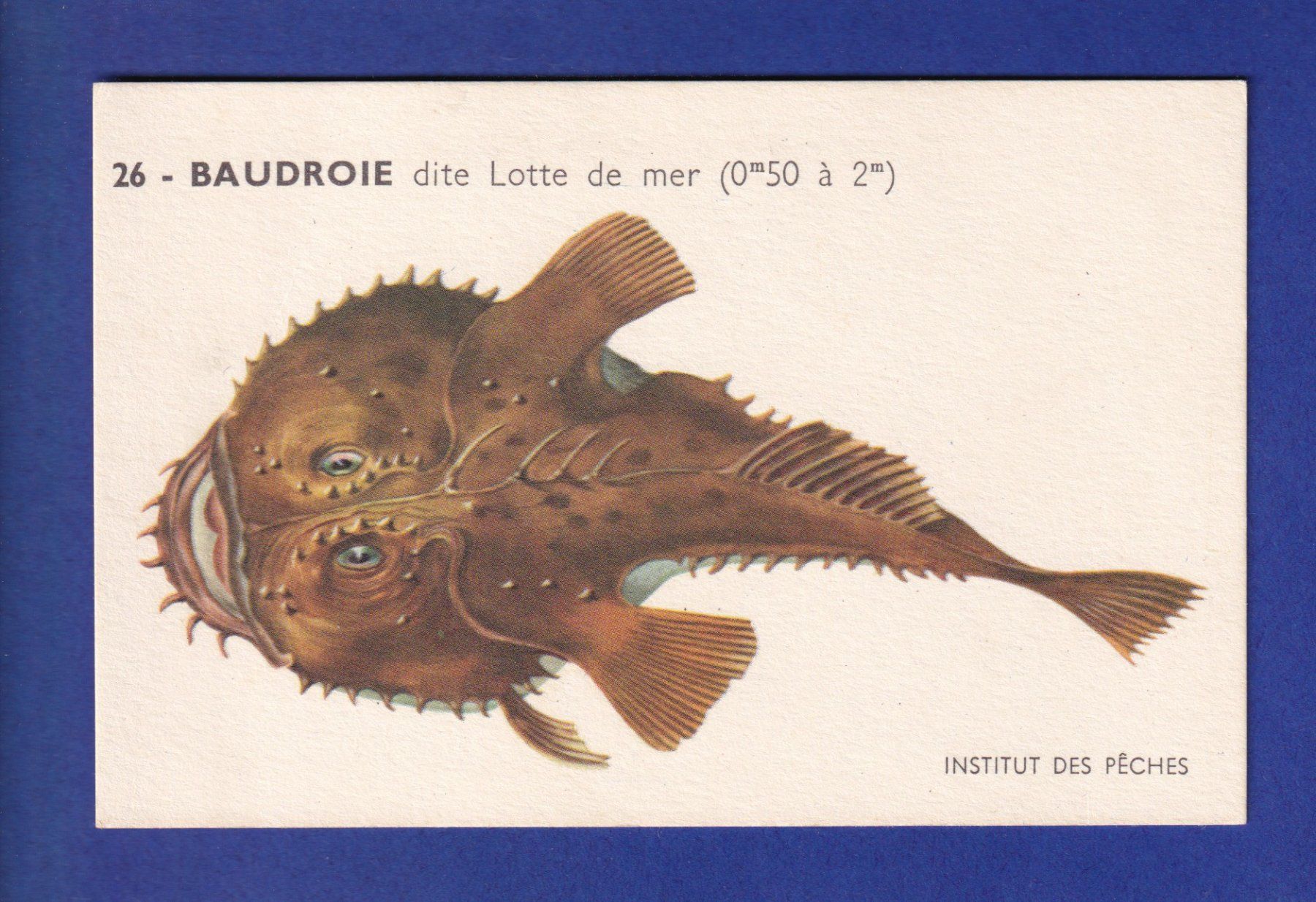 Ansichtskarten: Poisson - BAUDROIE dite Lotte de Mer – Gebraucht aus Pully von nicecards-shop