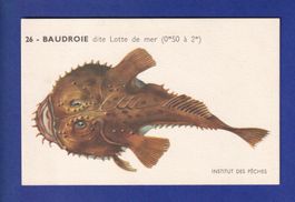 Poisson - BAUDROIE dite Lotte de Mer