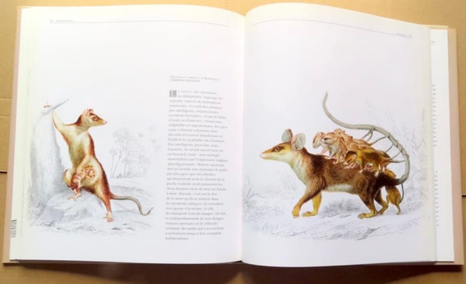 Libri: Les animaux vus par les grands maîtres – Nuovo (secondo la descrizione) da Le Locle venduto da LibrairieLaBergerie 4