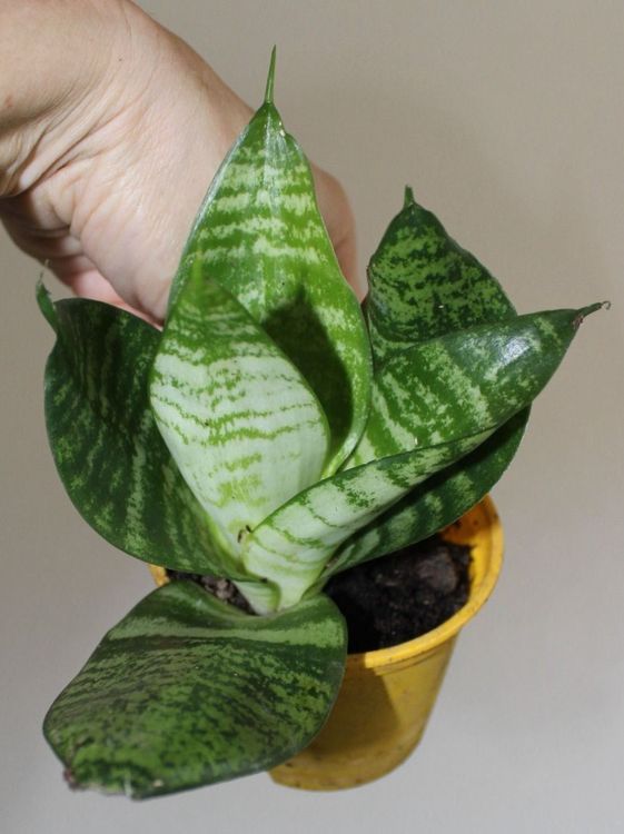 Sansevieria hahnii marmoriert niedrig (Neu und originalverpackt) in ...