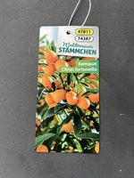 Zitrusbaum Kumquat