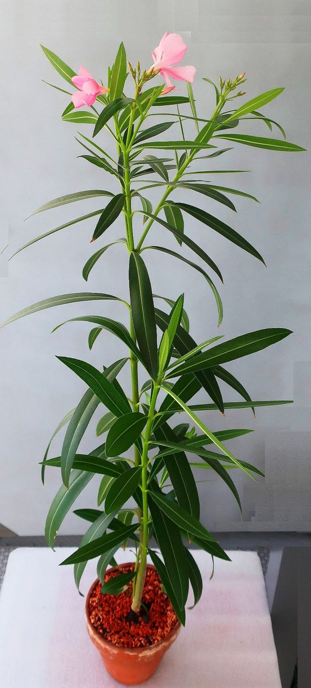 Piante & sementi: Zweiarmiges Oleander-Bäumchen – Usato da Zürich venduto da Heimklon