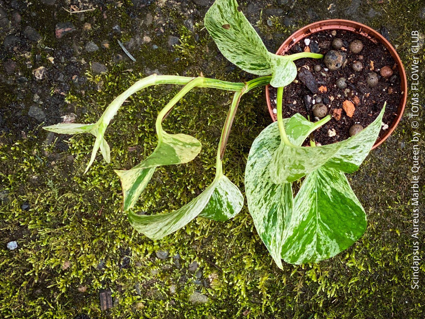Plantes & graines: Scindapsus Aureus Marble Queen - pflegeleicht & robust – Neuf avec emballage d'origine à Adliswil par TAKEYOURPLANT 4