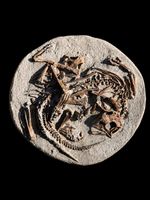 Zwei aussergewöhnliche Psittacosaurus sp. Jungtiere