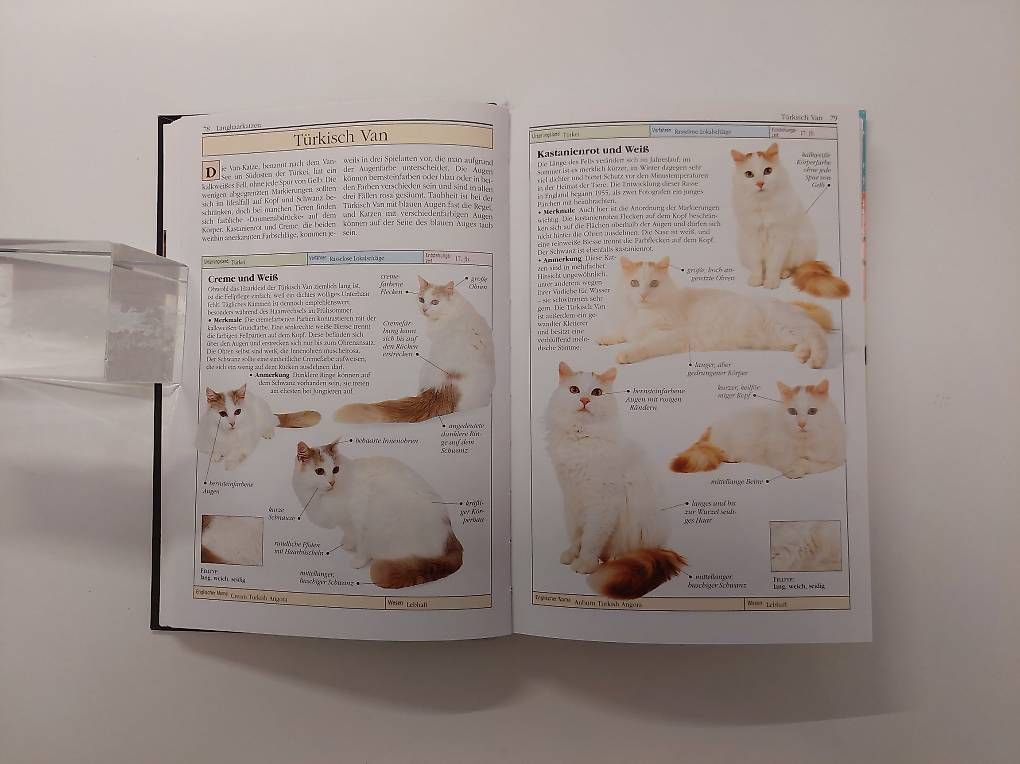 Livres: Katzen – D'occasion à Balm b. Günsberg par rob_smj8 4