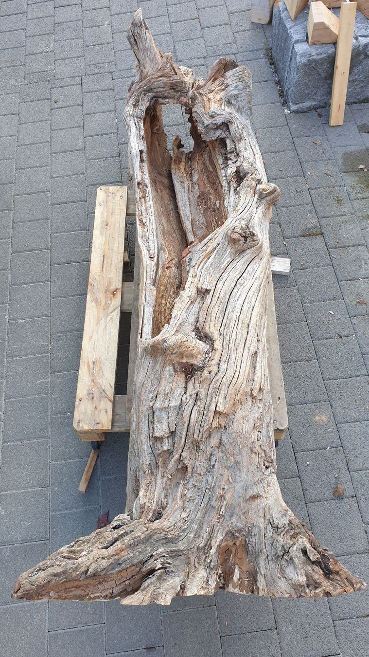 Articoli in legno: Baumstamm Birnbaum – Nuovo (secondo la descrizione) da Embrach venduto da Olympia52 1