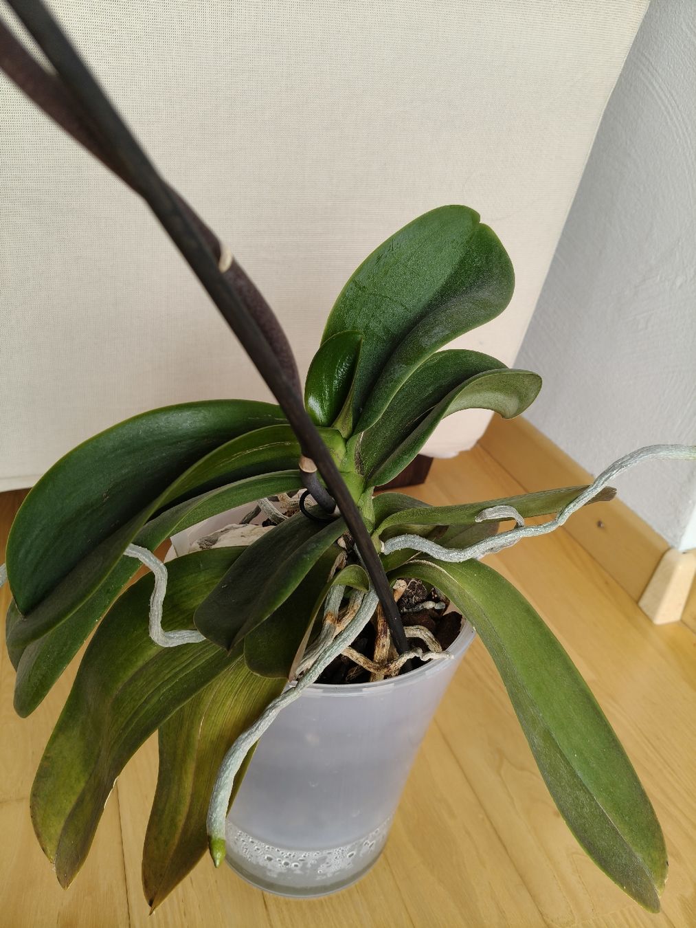 Piante & sementi: Phalaenopsis Lady Marmelade – Usato da Chamoson venduto da Yuriyaa 3