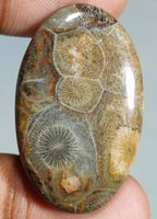 Cabochon L-8589 – Fossil Koralle 36X23X5mm 32 Karat