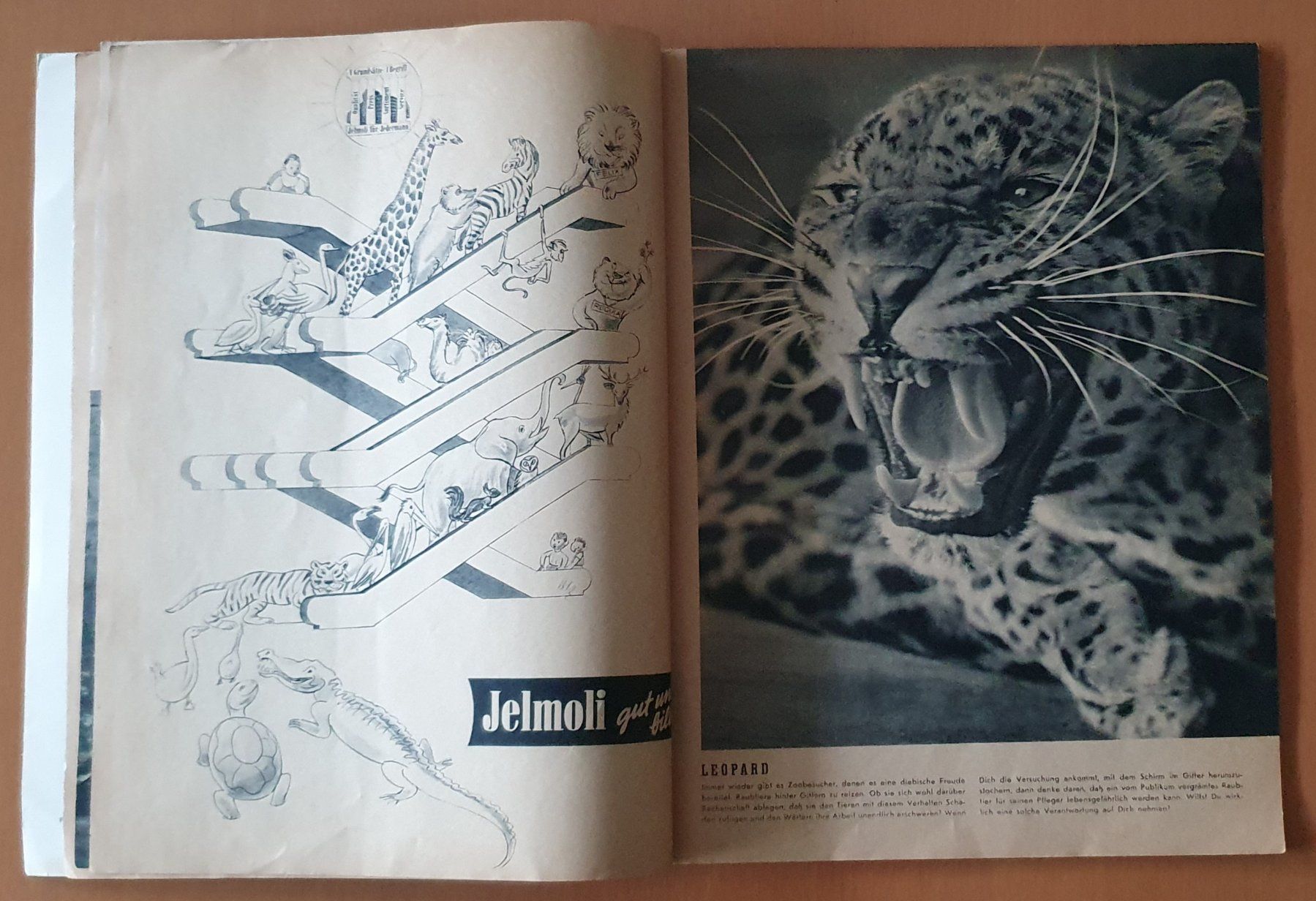 Riviste & Magazine: Zürcher Zoo - Heft 1953 – Usato da Kreuzlingen venduto da Rschweiz1 4