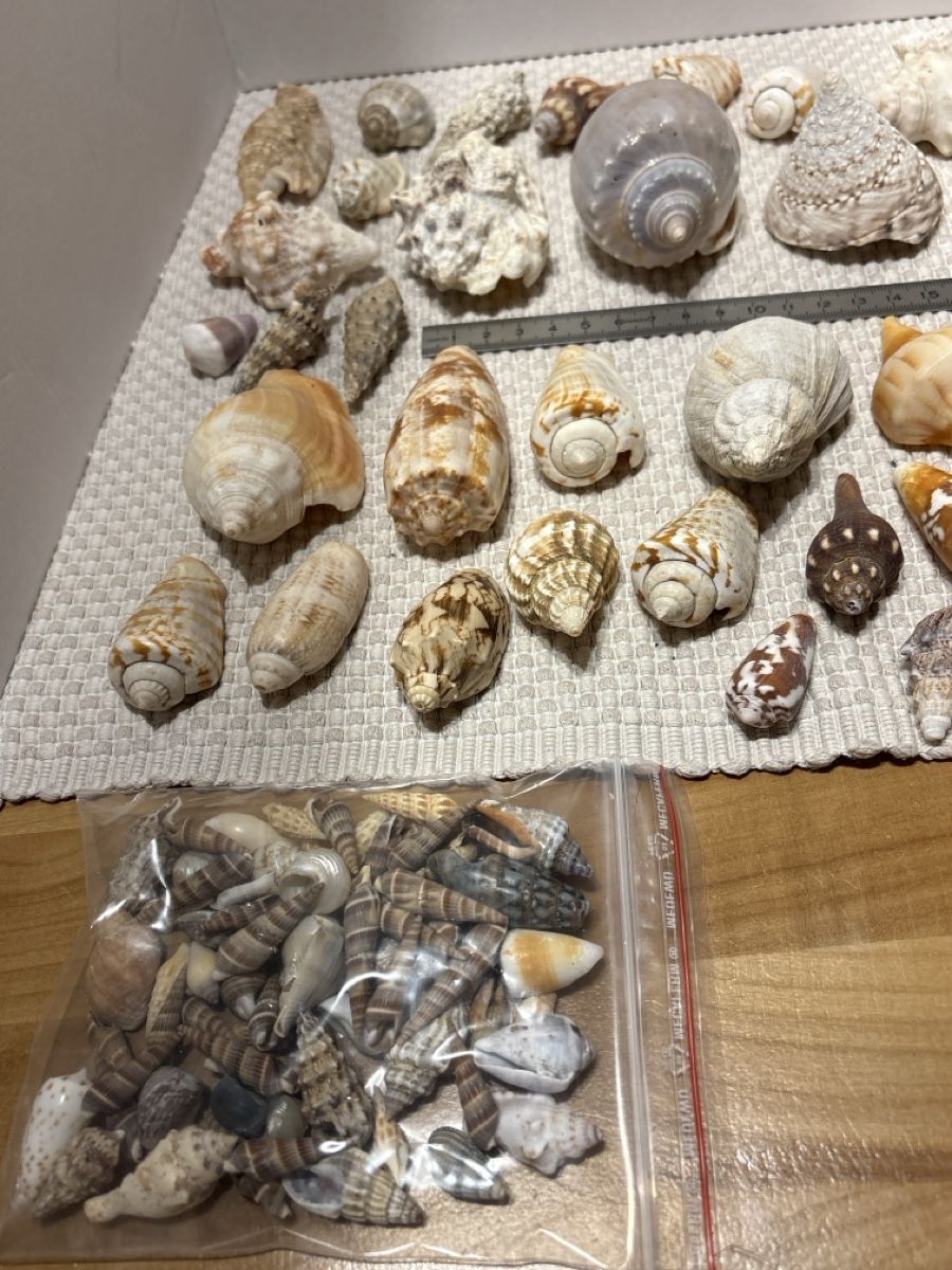 Tutte le decorazioni: Muschel Sammlung – Usato da Rümlang venduto da resale35 2
