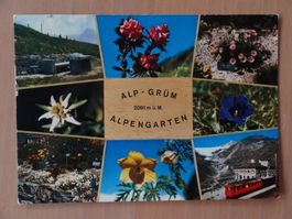 Alp Grüm - Alpengarten 1974