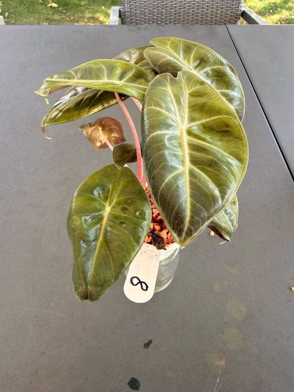 Piante & sementi: Alocasia Pink Dragon – Usato da Rafz venduto da jca_98p5 2