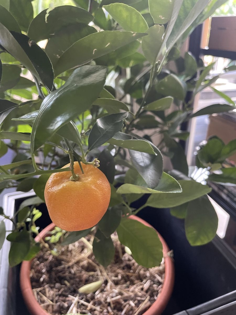 Piante & sementi: Calamondin Zitruspflanze – Nuovo (secondo la descrizione) da Bäretswil venduto da Evamaria1 6