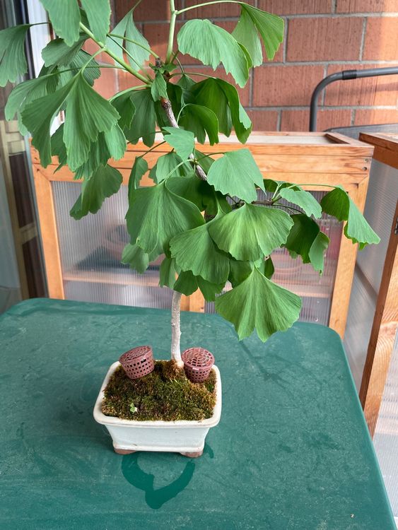 Prä Bonsai Gingko biloba Kaufen auf Ricardo