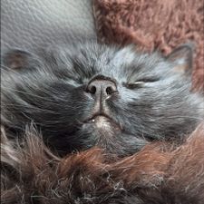 Profile image of Yarasa_