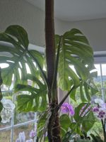 Monstera Pflanze
