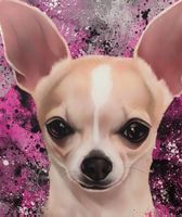 Leinwandbild Chihuahua Motiv bunt neuwertig