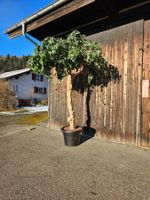 🔥Grosser Kunstbaum im Topf ca. 3,5x2,5m🔥