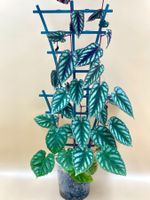 Cissus discolor