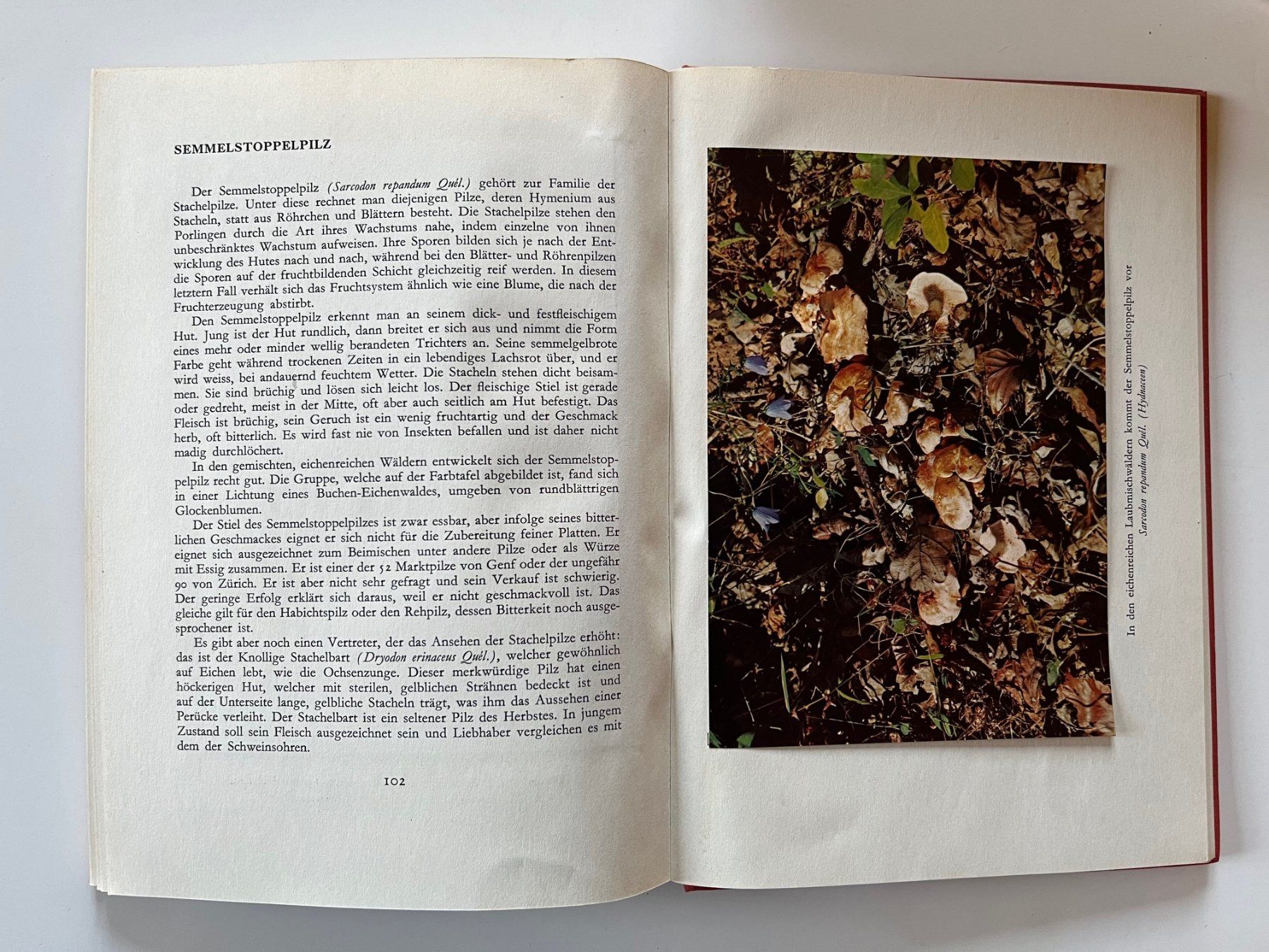 Bücher: Unsere Pilze – Gebraucht aus Laufen von Nuria44 2