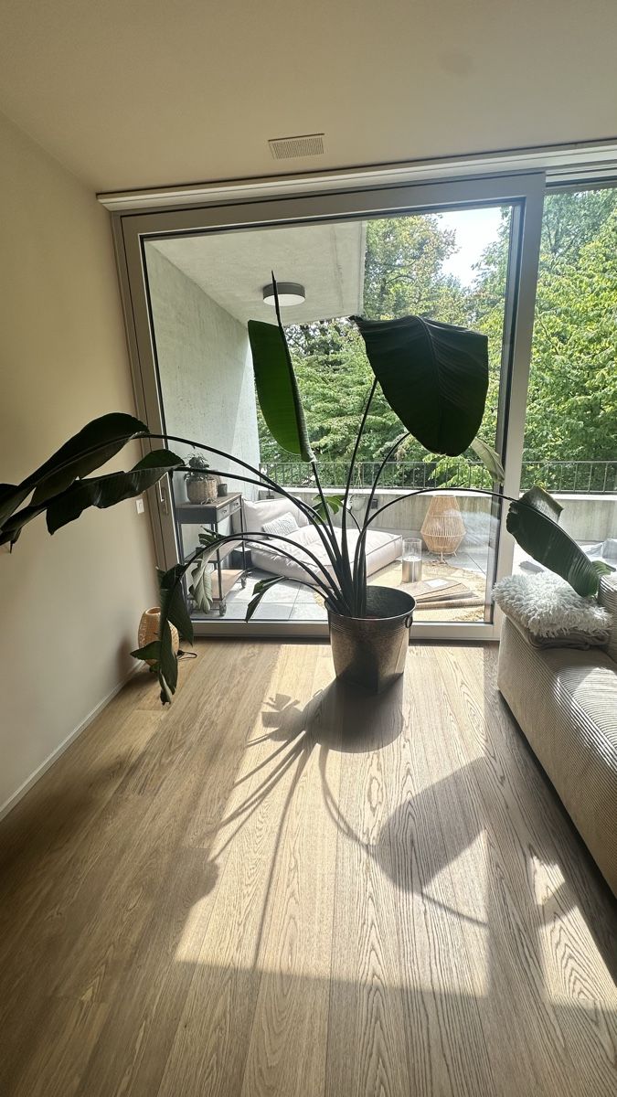 Plantes & graines: Zimmerpflanze Strelitzia mit Übertopf  – D'occasion à Bern par ishan128